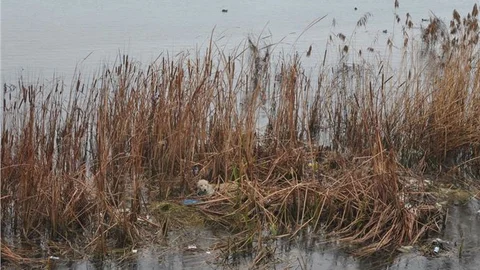 Nehre düşen köpeği vatandaşlar kurtardı