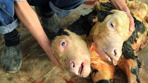 Milas'ta Çift Başlı Buzağı Görenleri Hayrete DÜşürdü