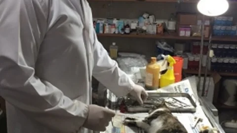 Belediyelere Sokak Kedileri İçin Kısırlaştırma Uyarısı