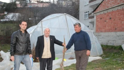 Küre'de Ceviz Fidanları Dağıtıldı