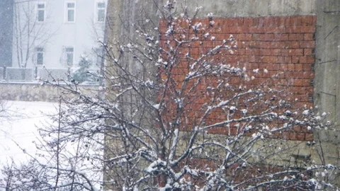 Kışın Ortasında Çiçek Açan Badem Ve Kayısı Ağaçları Kardan Olumsuz Etkilendi
