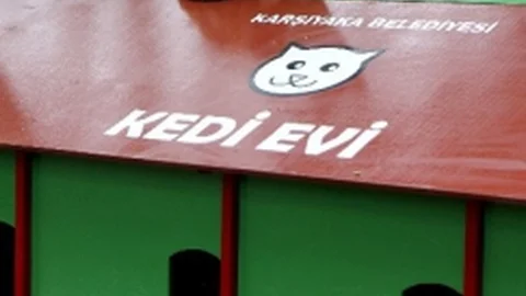 Karşıyaka'da Kedilere ‘Kalıcı' Yuva