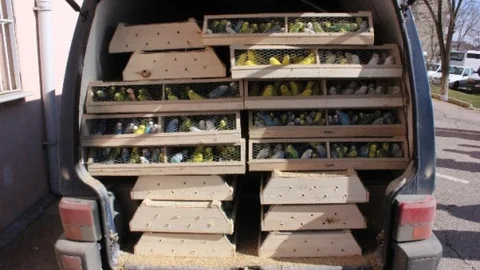 Edirne'de Hayvan Kaçakçılığı Operasyonu