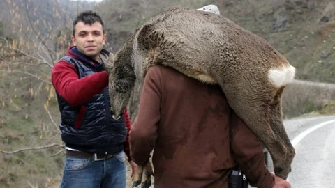(Özel Haber) Karacayı Köpeklerden Vatandaşlar Kurtardı