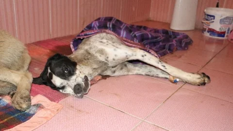 Zehirlenen Sokak Köpeklerine Büyükçekmece Belediyesi Sahip Çıktı