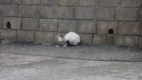 Kış En Çok Sokak Hayvanlarını Etkiliyor