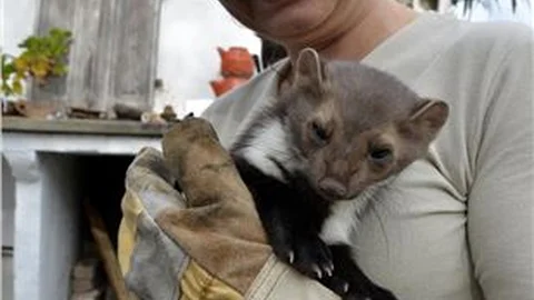 Yaralı kaya sansarını kurtardılar