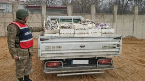 Jandarma İki Ton Balığı İmha Etti