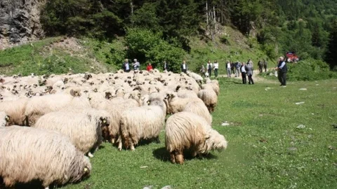 Orman Köylüsüne Kredi Desteği