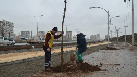 Diyarbakır'da 642 Bin Adet Ağaç Dikimi Ve Çiçek Ekimi Yapıldı