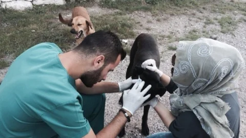 Barınakta Günde 20 Hayvan Tedavi Ediliyor