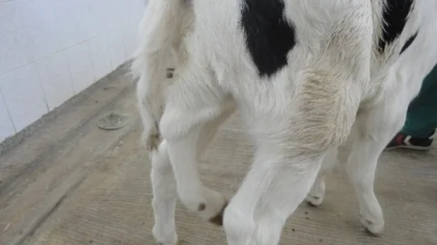 Milas'ta 2 Başlı Buzağıdan Sonra 5 Bacaklı Buzağı