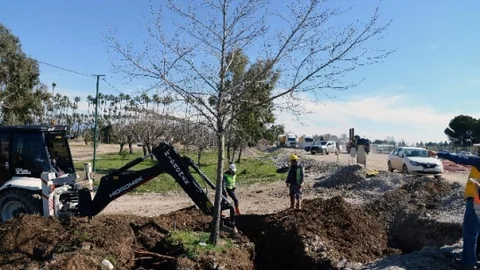 Dut Ağaçları Yeni Yerlerine Dikilecek