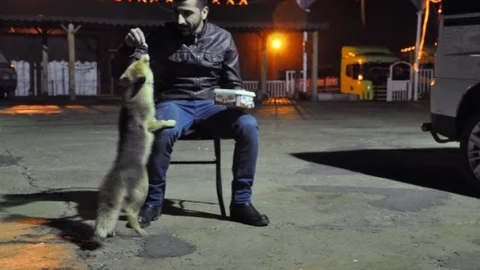 Bu Lokantanın Müdavimleri Arasında Tilki De Var
