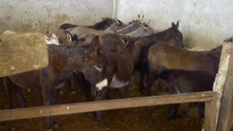 Adana'da 'at Ve Eşek ETİ' Operasyonu