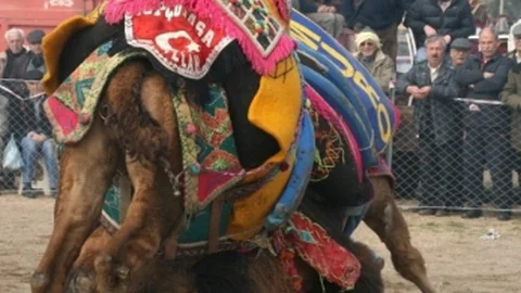 22. Geleneksel Altınova Deve Güreşi 1 Mart'ta Gerçekleşecek