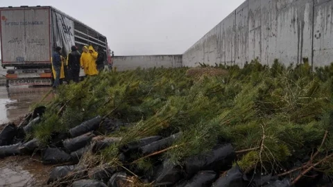 Kocasinan Kaymakamlığı Çanakkale Zaferi'nin 100. Yılında 100 Bin Fidanı Toprakla Buluşturacak
