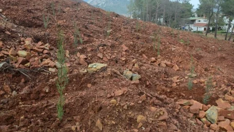 Adrasan'da 30 Bin Fidan Toprakla Buluşturuldu