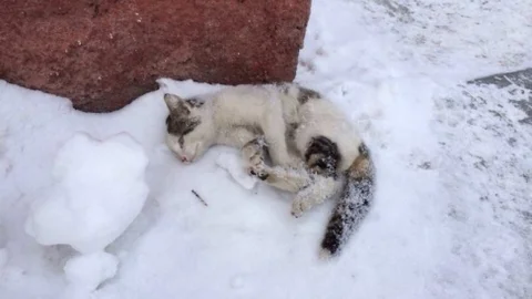 Erzurum'da Sibirya Soğukları Kediyi Dondurdu