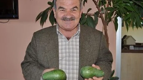 Alanya Avokadosu Azerbaycan'da