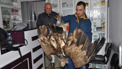 Zehirlenen Akbaba Tedavi Edildi