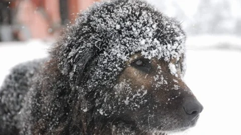 Tokat'ta Kar Yağışı Tipiye Dönüştü