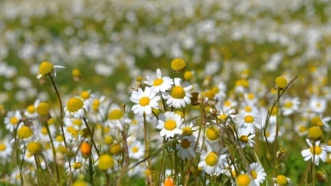 Bodrum Beyaza Büründü