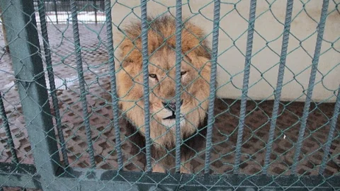 Hayvanat Bahçesi Sakinleri İçin Elektrikli Isıtıcı