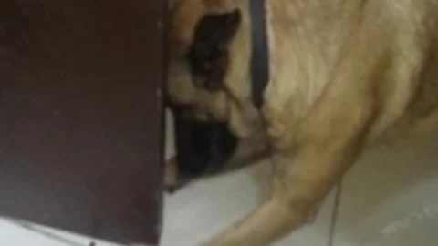 Sarıkız'dan Esrar Tacirlerine Darbe