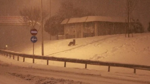 İstanbul'da Hayvanlar Donma Tehlikesi Geçirdi