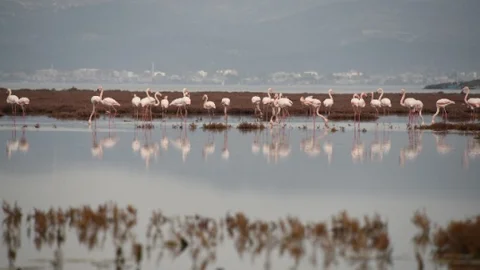‘Bir Başka Aliağa' İçin Başvurular Başladı