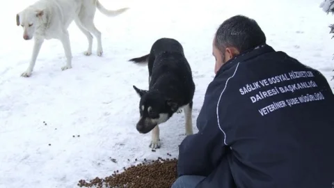Sokak Hayvanları Aç Kalmıyor