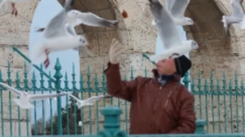 Martıların Ekmek Mücadelesi