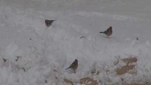 Karda Aç Kalan Hayvanlara 2 Ton Yem Bırakıldı