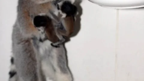 (Özel Haber) Lemurların Üçüz Sevinci