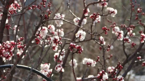 (Özel Haber) Kayısı Çiçek Açtı Üretici Telaşlandı