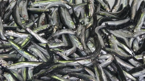 Balığa 'kar' Zammı
