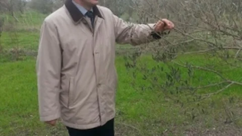 Burhaniye'de Don Zararı Gören Zeytinlikler Kontrol Ediliyor