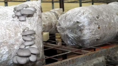 Didim'de İstiridye Mantarı Üretimine Başlandı