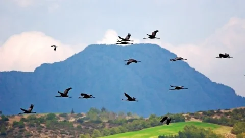 Çukurova Deltası'nda 10 Bin Turna Kışlıyor