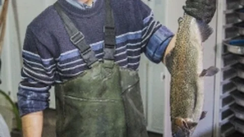 Alabalığın Yetişme Aşamaları Görenleri Adeta Büyülüyor