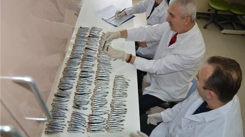 Hamsi için ''ortak av yasağı'' önerisi