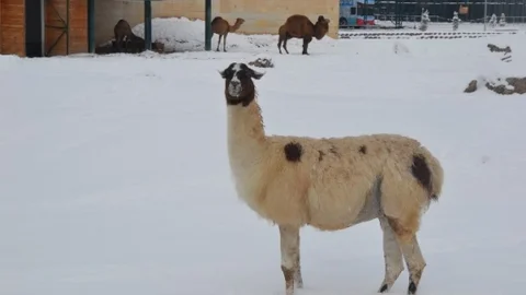 Hayvanat Bahçesinde Soğuktan Üşüyen Hayvanlara Isıtmalı Çözüm