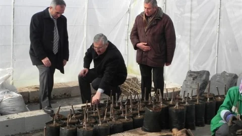 Kastamonu'da Cevizler Aşılanıyor