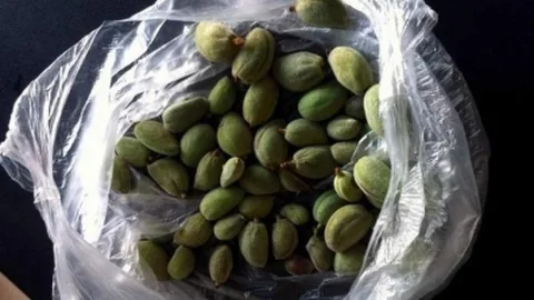 Datça Çağla Bademi Tüketiciye Ulaşmaya Başladı