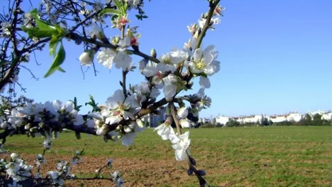 Soğuk Hava Sahillerde Bitkileri Olumsuz Etkilendi
