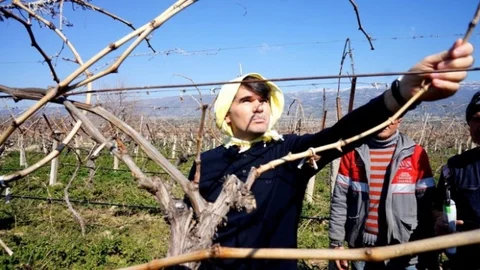 Bozoğlu Üzüm Bağında Budama Yaptı