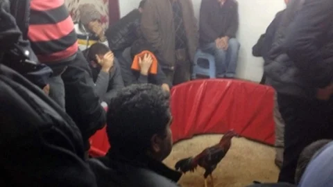 Antalya'da Horoz Dövüşü Baskını