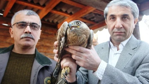 Yaralı Kızıl Şahin Tedavi Altına Alındı