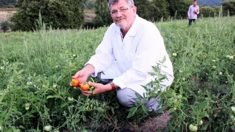 ‘Farmville' Oyunu Kaz Dağları'nda Gerçek Oluyor